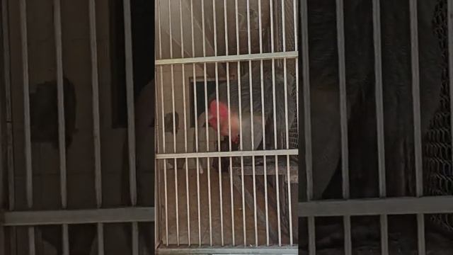 Сухуми обезьяний питомник смотреть онлайн