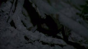 Борьба за выживание 9 серия «Друзья и соперники» (документальный сериал, 1990)