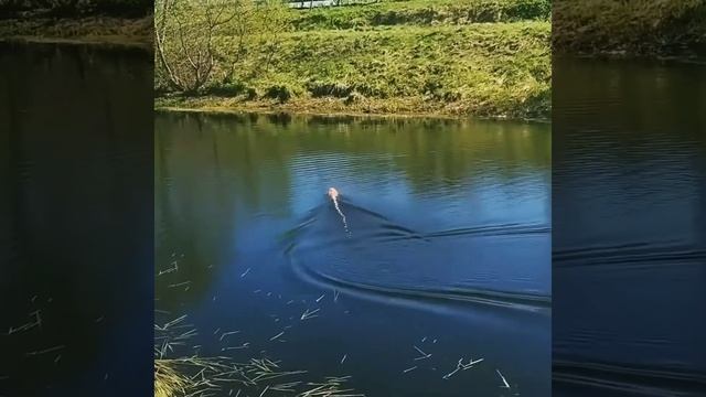 Радиоуправляемый катер create toys Arrow 3322 смотреть онлайн