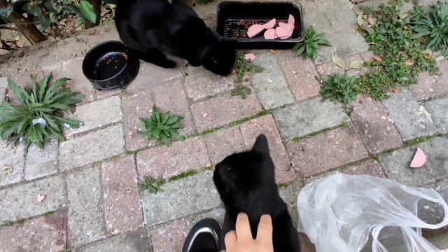 влог/Алиса всегда найдёт мами работу😄/кормим уличных кошек/идём покупать продукты/распаковка. смотреть онлайн