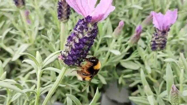 ABEJORRO CÁMARA LENTA смотреть онлайн