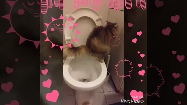 Кошка ходит на унитаз смотреть онлайн