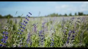 Цветочное поле в разное время