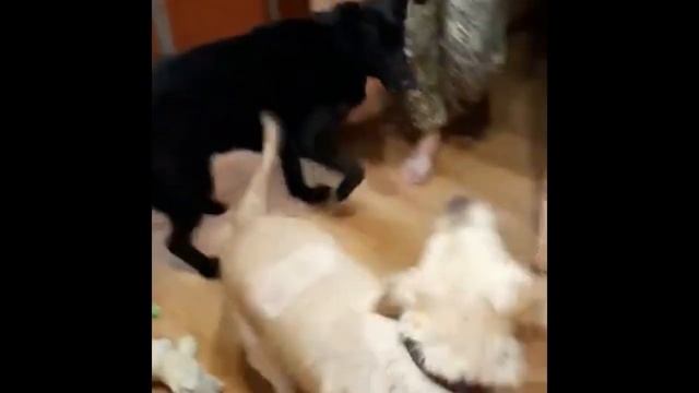 Джайв. На паркете Любаша и Чибо . смотреть онлайн