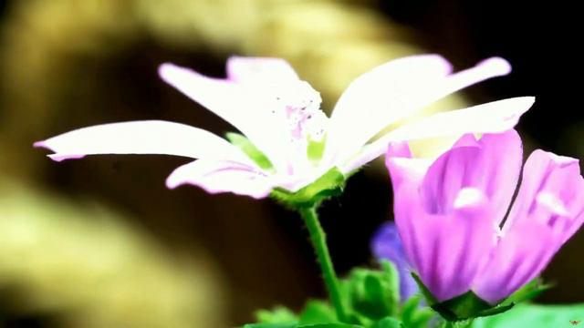 8 Марта смотреть онлайн