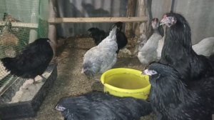 Амеруканы порода кур несущие голубые яйца