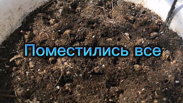 Ранункулус посадка в горшок смотреть онлайн