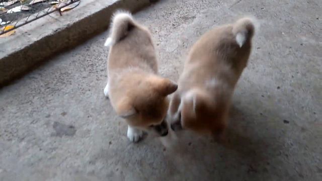 Акита-ину, CHIKARA BONIE kennel. смотреть онлайн