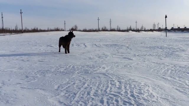 Вой волка Акелы в 8 месяцев, вой волчонка , канадский волк , крупный волк , северный волк смотреть онлайн
