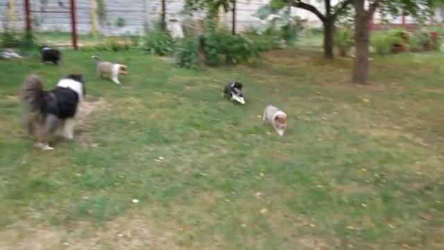 a 091- 2015-08-28 щенки колли Шела и Нури, 8,5 недель смотреть онлайн