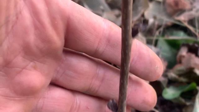 ЖИЗНЬ в ГЛУХОЙ ДЕРЕВНЕ. БЕЛАРУСЬ. САЖЕНЦЫ КУПИЛ ,а на какой год плоды будут ??МНЕ НЕ СКАЗАЛИ смотреть онлайн