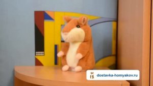 Говорящий хомяк поет Сплина! Купить говорящего хомяка: dostavka-homyakov.ru