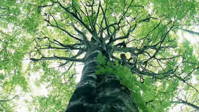 Echeveria, JOse Andry T. IL SILENZIO Trumpet Solo смотреть онлайн