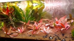 криптокорина фламинго  аквариумное растение