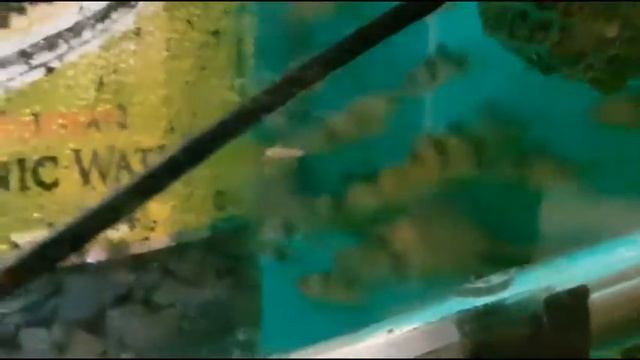 Боция клоун в наших аквариумах Botia macracantha смотреть онлайн