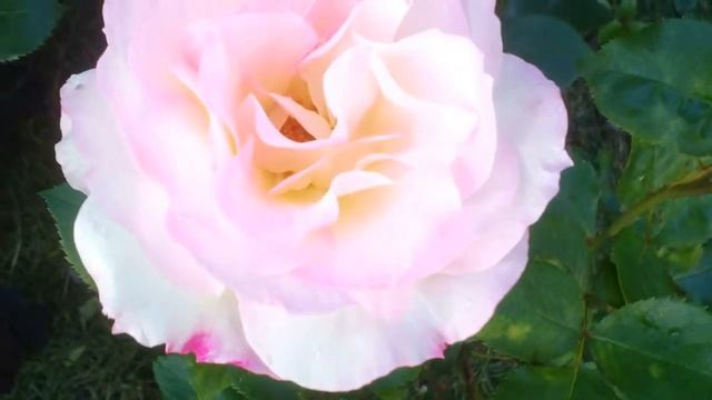 14 Дачные картинки. Роза "Нежная невеста". смотреть онлайн