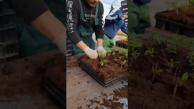 Вера Глухова смотреть онлайн