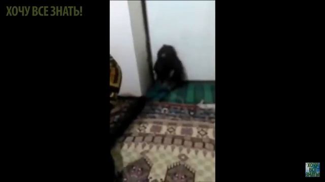 Поймали живого домового смотреть онлайн
