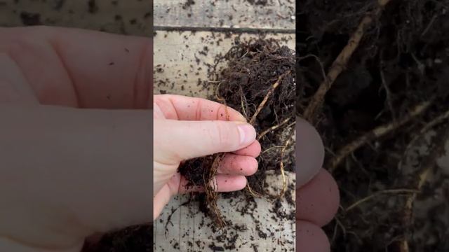 Ficus Tineke Root Rot смотреть онлайн