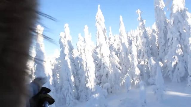 Голубоглазые ХАСКИ смотреть онлайн