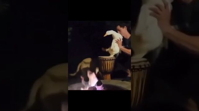 Талантливый гусь? #shorts