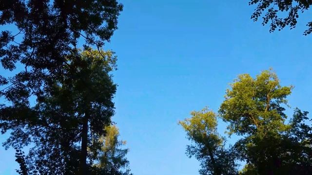 ASMR Virtual Tour in Poland through GORGEOUS Nature to Pałac Radziejowice смотреть онлайн