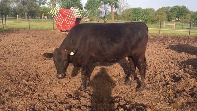 25 month old Tajimax FULLBLOOD steer: RCC KEMONO JR 070 (FE23859) смотреть онлайн