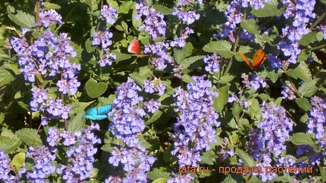 Котовник фассена Сикс Хиллз Жиант ? обзор: как сажать, рассада котовника Сикс Хиллз Жиант смотреть онлайн