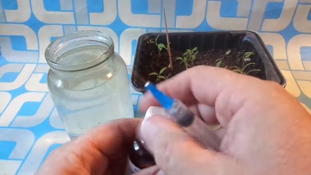 Нашатырно Анисовые капли ускорят рост рассады и удалит всю Мошку с рассады. смотреть онлайн
