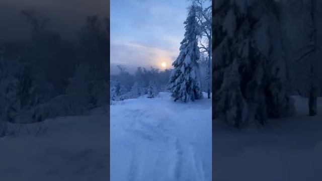 Природа Самарского Края во всей красе. Зимний лес Самарской области #природа #самара #зима #лес смотреть онлайн