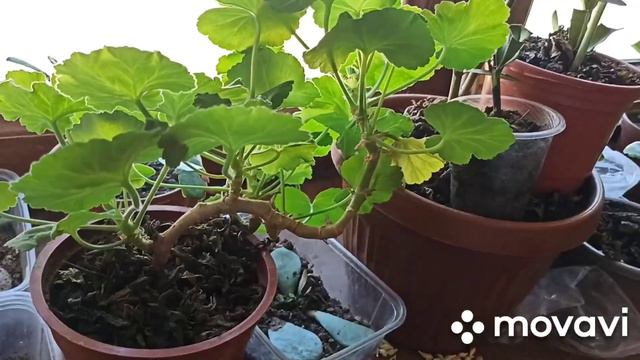 Гултувак тупроғидаги майда чивинларни йўқотиш. смотреть онлайн