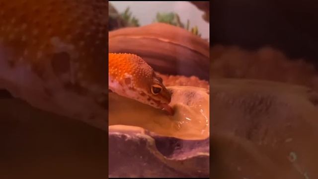 Заснять, как эублефар пьёт воду- большая редкость и удача?? #геккон #эублефар #милота #смешно смотреть онлайн