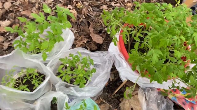 Все выходные занимаюсь рассадой . смотреть онлайн