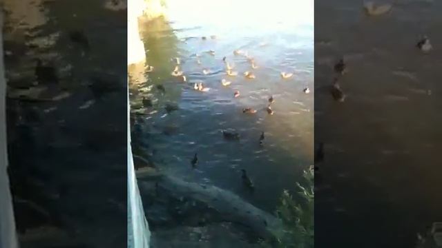 Ducks at Danube смотреть онлайн