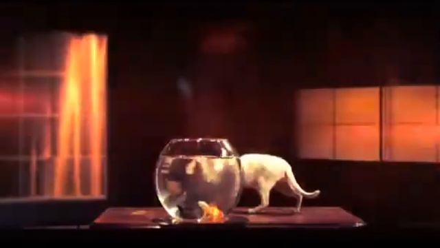 "Красное или Черное". Что выберет кот? смотреть онлайн