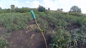 Плодовую яблоню размножить черенками без прививки