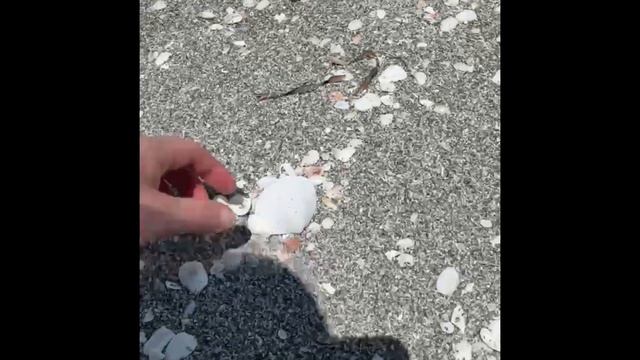 Hot Day Florida Shelling Captiva Island 🐚 смотреть онлайн