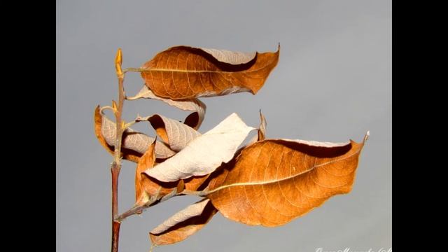 Зарисовка о сухоцветах.wmv смотреть онлайн