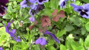 Многолетние Цветы -   разводим Семенами.. Сеем  многолетники  в июле .