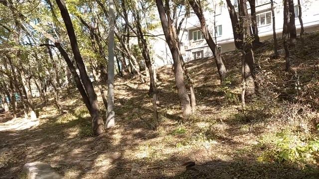 8.10.2022. Улица Чкалова. Кировский район. Хабаровск. смотреть онлайн