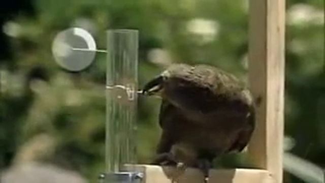 Bird Intelligence The New Zealand Kea смотреть онлайн