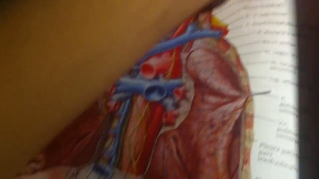 3 42 Лимфатические узлы брюшной полости смотреть онлайн