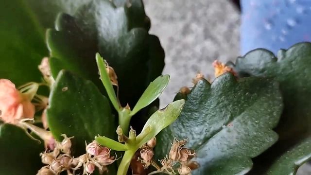 Каланхоэ после покупки. Что делать с цветком Каланхоэ? смотреть онлайн