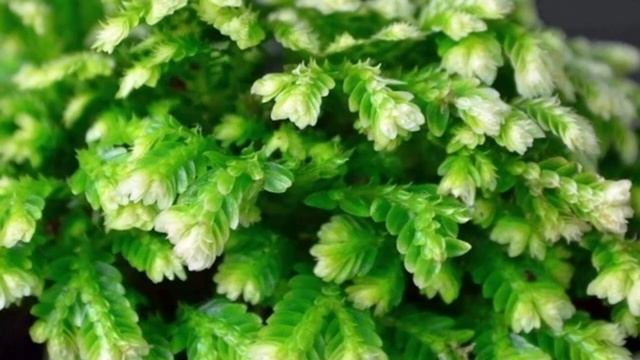 Как поливать селагинеллу? Влажность воздуха и полив растения. смотреть онлайн