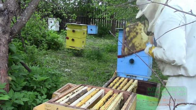 Проверка состояния семьи. Пересадка. Делаю отводок смотреть онлайн