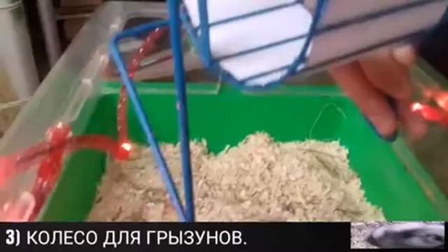 Как правильно содержать джунгарского хомяка? смотреть онлайн