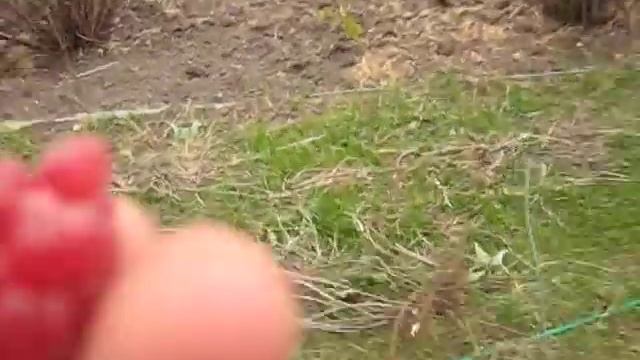 Малина сорт Зюгана (Sugana) смотреть онлайн