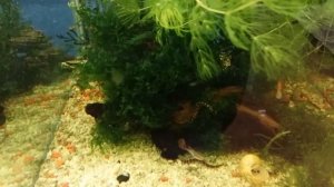 Гуппи с вьюнами в аквариуме