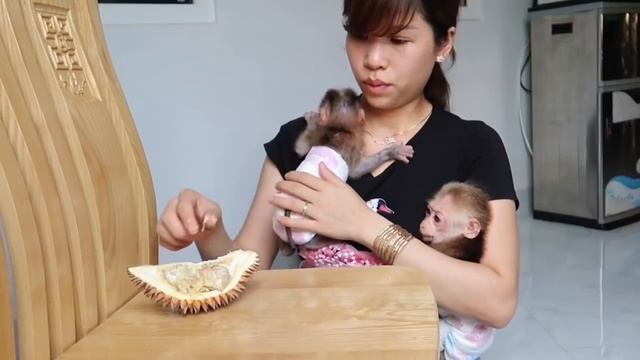 Smart Monkey Eating Durian Fruit