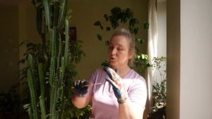 Обрезка молочая трехгранного. Формирование красивого молочая трехгранного.